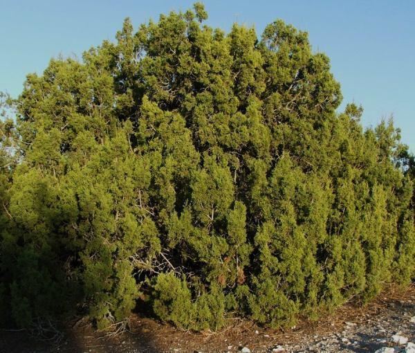 Juniperus californica wwwlaspilitascomimagesgrid24248773simages