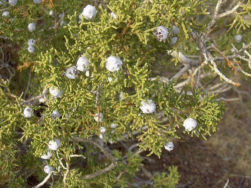 Juniperus californica California Juniper Juniperus californica