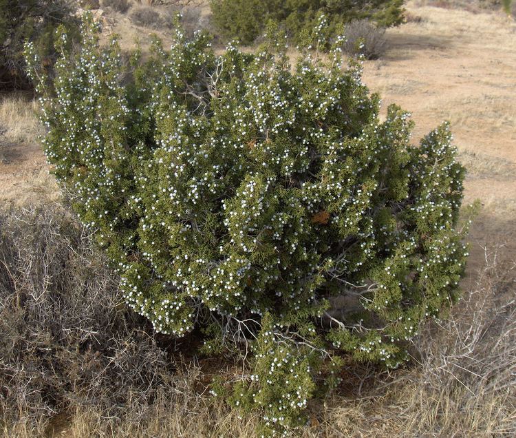 Juniperus californica FileJuniperus californica Joshua Tree NP2jpg Wikimedia Commons