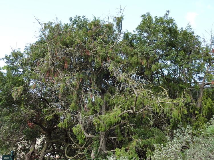 Juniperus cedrus FileJuniperus cedrus Gran Canariajpg Wikimedia Commons