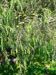 Juniperus cedrus httpsuploadwikimediaorgwikipediacommonsthu