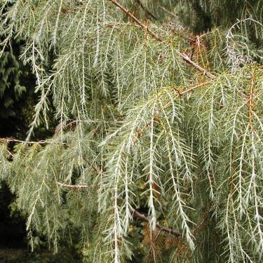 Juniperus cedrus Juniperus cedrus Juniper Plant Finder GreenPlantSwap