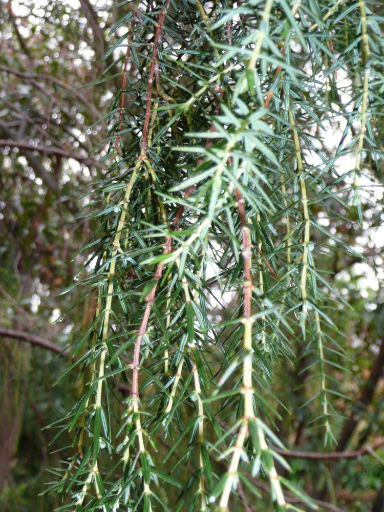 Juniperus cedrus FileJuniperus cedrus 01 leaves 1 by Line1jpg Wikimedia Commons