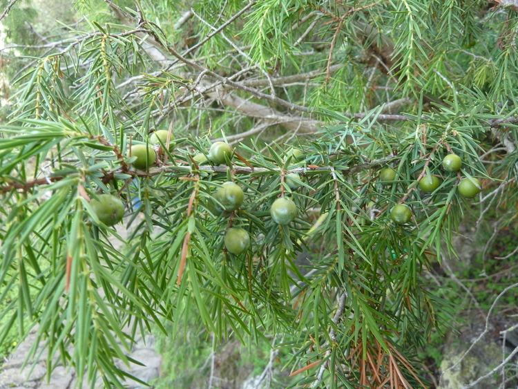 Juniperus cedrus FileJuniperus cedrus Jardn Botnico Canario Viera y Clavijojpg