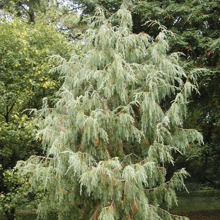 Juniperus cedrus Juniperus cedrus Juniper Plant Finder GreenPlantSwap