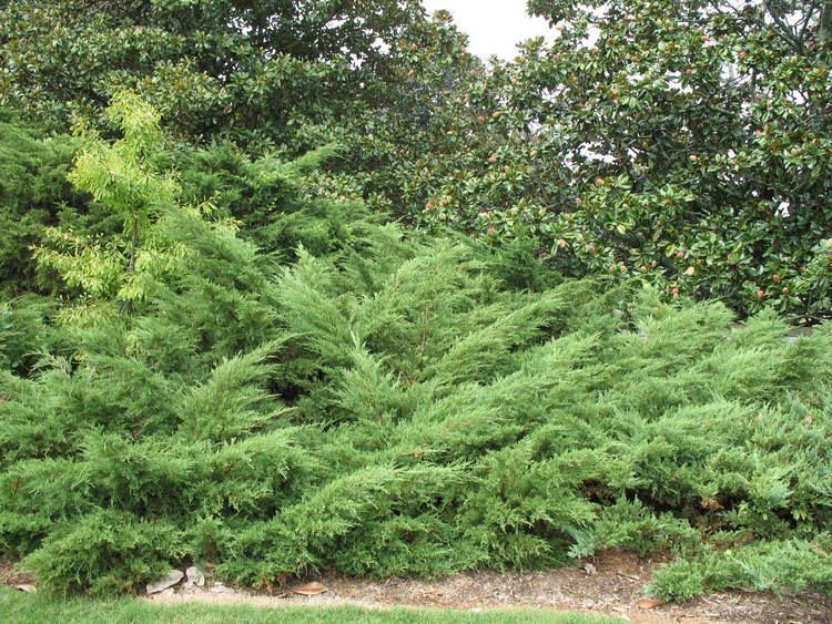 Juniperus chinensis Online Plant Guide Juniperus chinensis 39Pfitzeriana39 Pfitzer Juniper