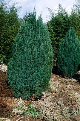 Juniperus chinensis RHS advice amp tips on garden amp indoor plants Plant finder