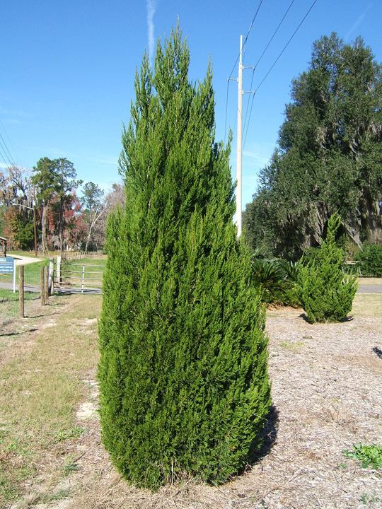 Juniperus chinensis Juniperus chinensis