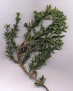 Juniperus chinensis httpsuploadwikimediaorgwikipediacommonsthu