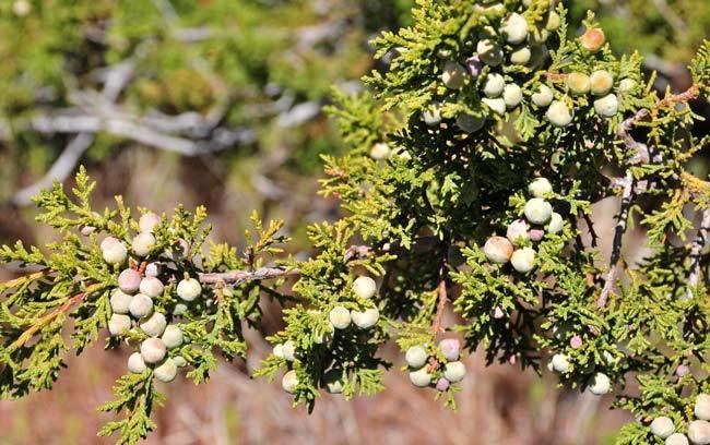 Juniperus coahuilensis Juniperus coahuilensis Redberry Juniper Southwest Desert Flora