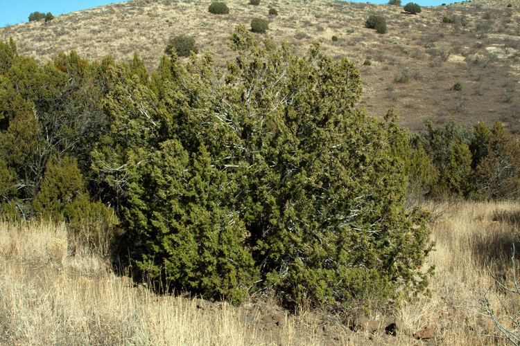 Juniperus coahuilensis Vascular Plants of the Gila Wilderness Juniperus coahuilensis var