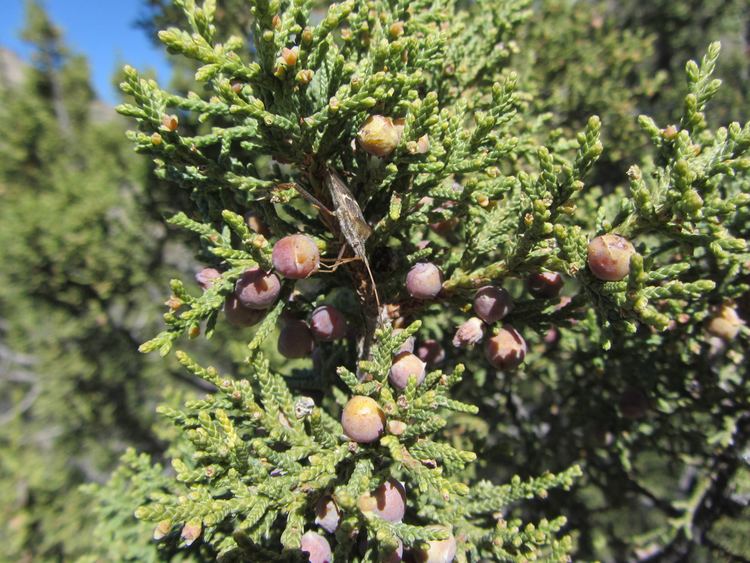 Juniperus coahuilensis SEINet Arizona Chapter Detailed Collection Record Information