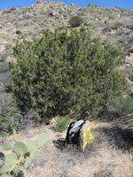 Juniperus coahuilensis hasbrouckasueduimglibseinetCupressaceae3Juni