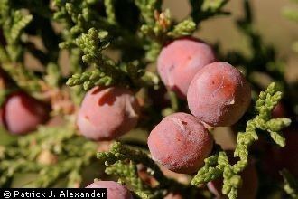 Juniperus coahuilensis Plants Profile for Juniperus coahuilensis redberry juniper