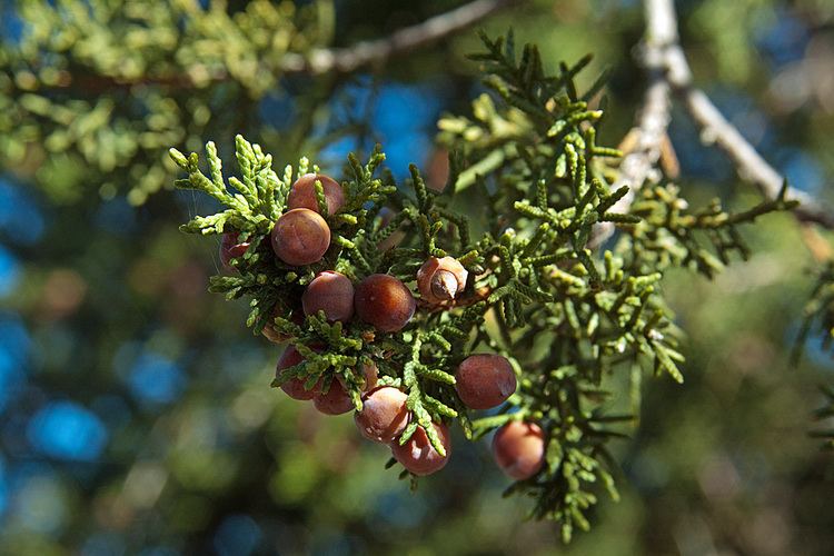 Juniperus coahuilensis Vascular Plants of the Gila Wilderness Juniperus coahuilensis var