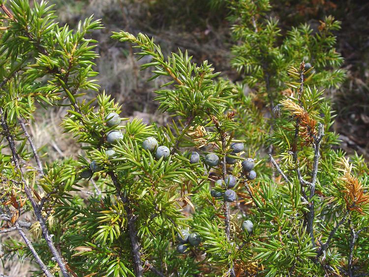 Juniperus communis Juniperus communis common juniper Go Botany