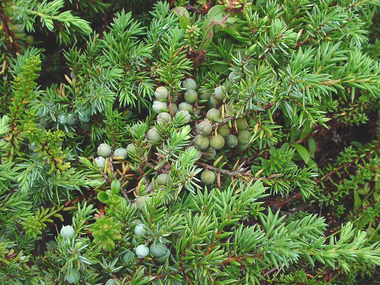 Juniperus communis Juniperus communis common juniper Go Botany