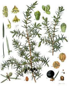Juniperus communis wwwpfaforgAdminPlantImagesjuniperuscommunis1jpg