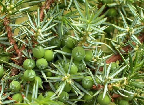 Juniperus communis Juniperus communis common juniper description