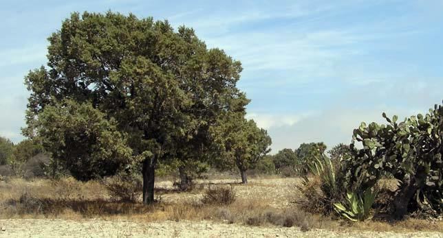 Juniperus deppeana - Alchetron, The Free Social Encyclopedia