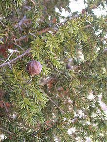 Juniperus drupacea httpsuploadwikimediaorgwikipediacommonsthu