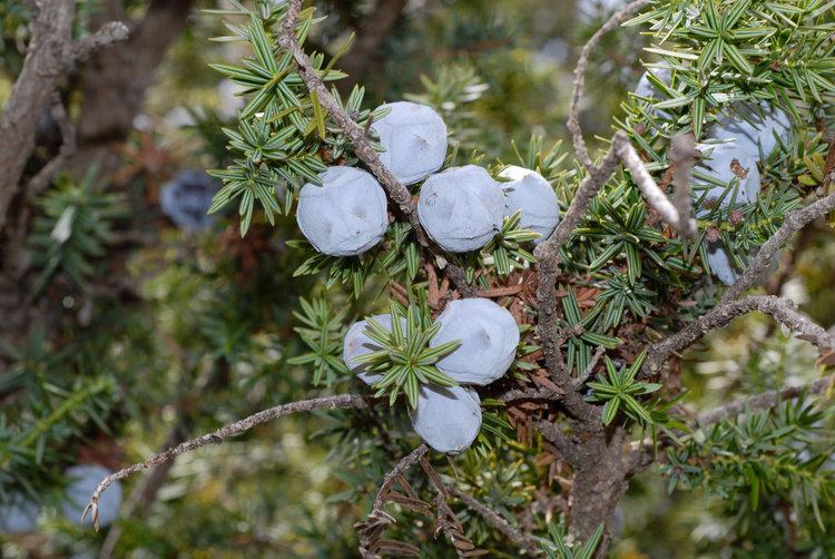 Juniperus drupacea Juniperus drupacea Juniperus drupacea Labill Cupressacea Flickr