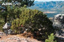Juniperus durangensis cdn1arkiveorgmedia7474C20FAA20C44B789B5A2