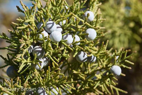 Juniperus excelsa excelsa