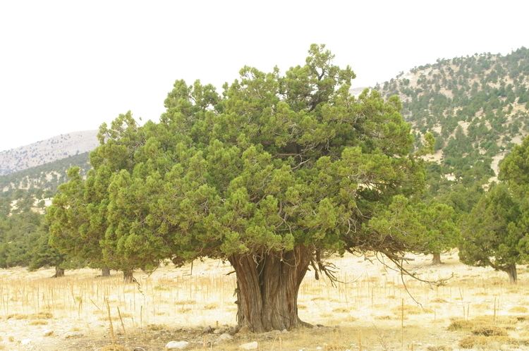 Juniperus excelsa FileJuniperus excelsa Boylu Ardic Greek Juniper 05JPG