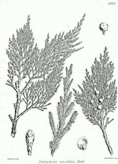 Juniperus excelsa httpsuploadwikimediaorgwikipediacommonsthu
