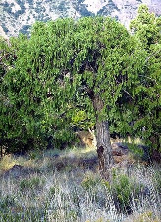Juniperus flaccida Juniperus flaccida