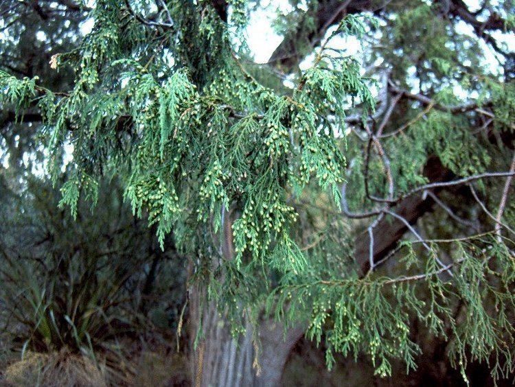 Juniperus flaccida httpsuploadwikimediaorgwikipediacommons22
