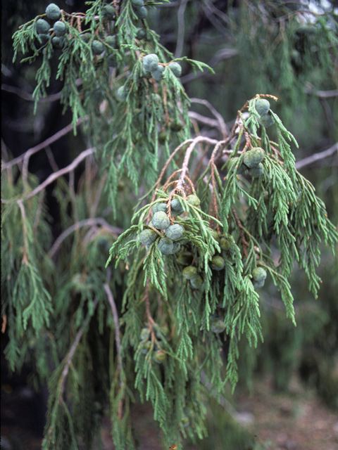 Juniperus flaccida Juniperus flaccida Weeping juniper NPIN