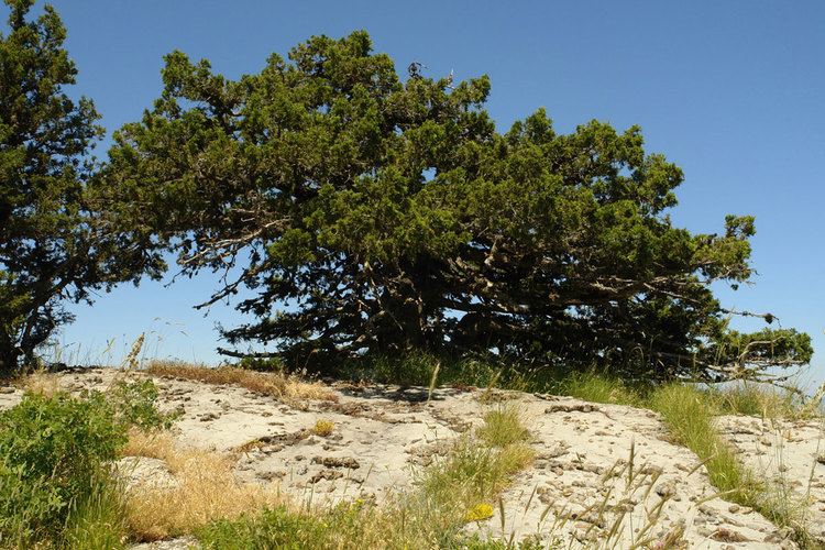 Juniperus foetidissima Action A7 Study of Juniperus foetidissima population and forests