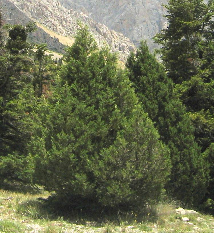 Juniperus foetidissima FileJuniperus foetidissima Aladalar Mountains 2jpg Wikimedia