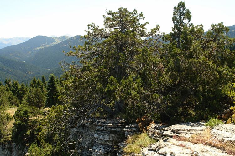 Juniperus foetidissima Action D3 Monitoring of the restoration of Juniperus foetidissima