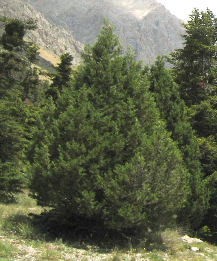 Juniperus foetidissima httpsuploadwikimediaorgwikipediacommons22