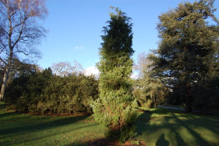 Juniperus formosana davisla4fileswordpresscom201401juniperusfor
