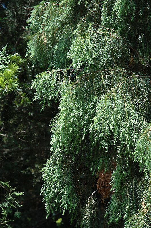 Juniperus formosana Prickly Juniper Juniperus formosana in Raleigh Chapel Hill Durham