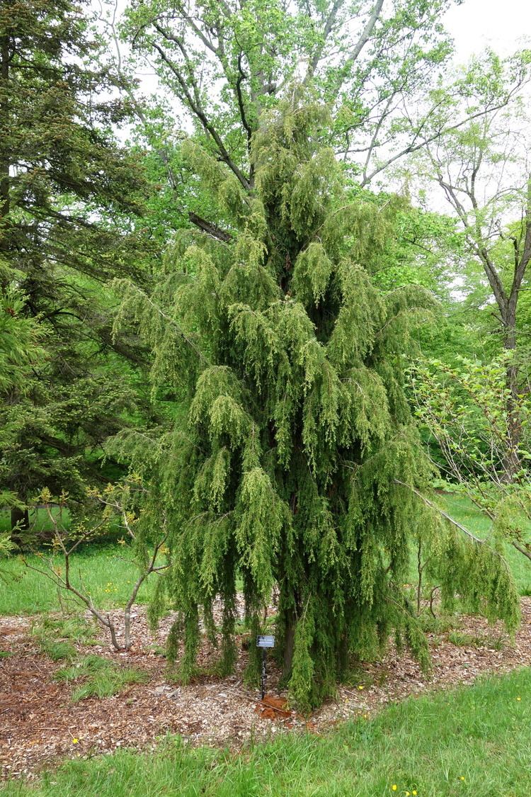 Juniperus formosana FileJuniperus formosana Tyler Arboretum DSC01850JPG