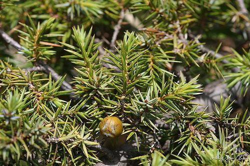 Juniperus formosana Juniperus formosana a photo on Flickriver