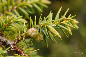 Juniperus formosana Juniperus formosana ZipcodeZoo