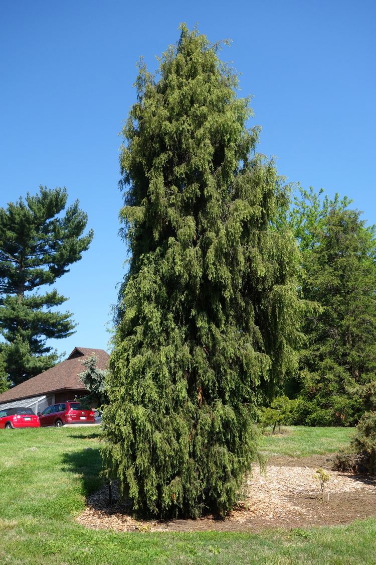 Juniperus formosana FileJuniperus formosana Stanley M Rowe Arboretum DSC03356JPG