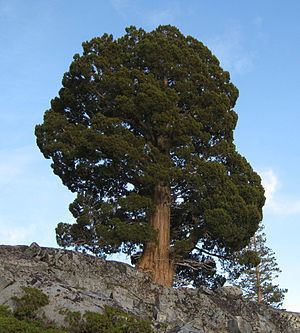 Juniperus grandis httpsuploadwikimediaorgwikipediacommonsthu