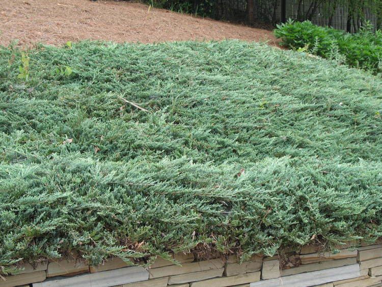 Juniperus horizontalis Online Plant Guide Juniperus horizontalis 39Procumbens39 Dwarf