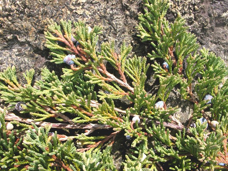 Juniperus horizontalis httpsnewfss3amazonawscomtaxonimages1000s1