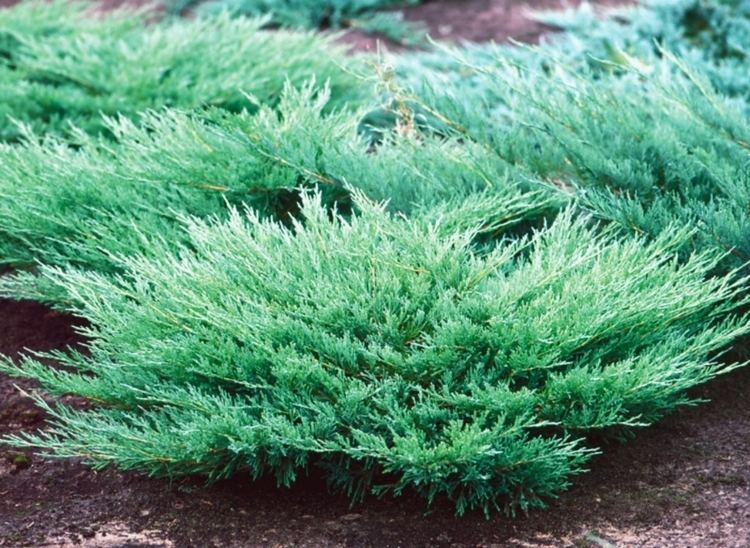 Juniperus horizontalis Saulain apeldinimo darbai apeldinimo projektavimas ir vejos