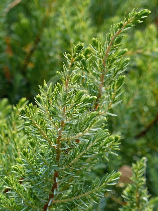 Juniperus lutchuensis plantthiscomauimagesximagesplants17034Juni