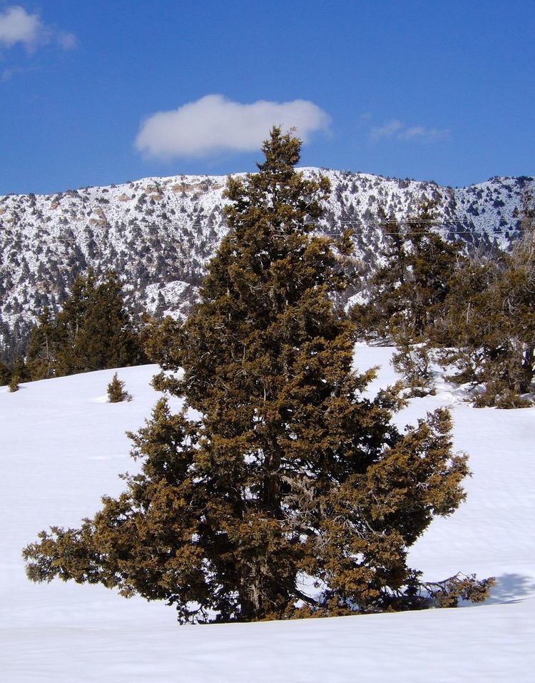 Juniperus macropoda