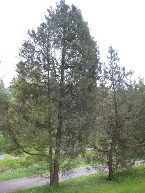 Juniperus maritima Plant of the Month